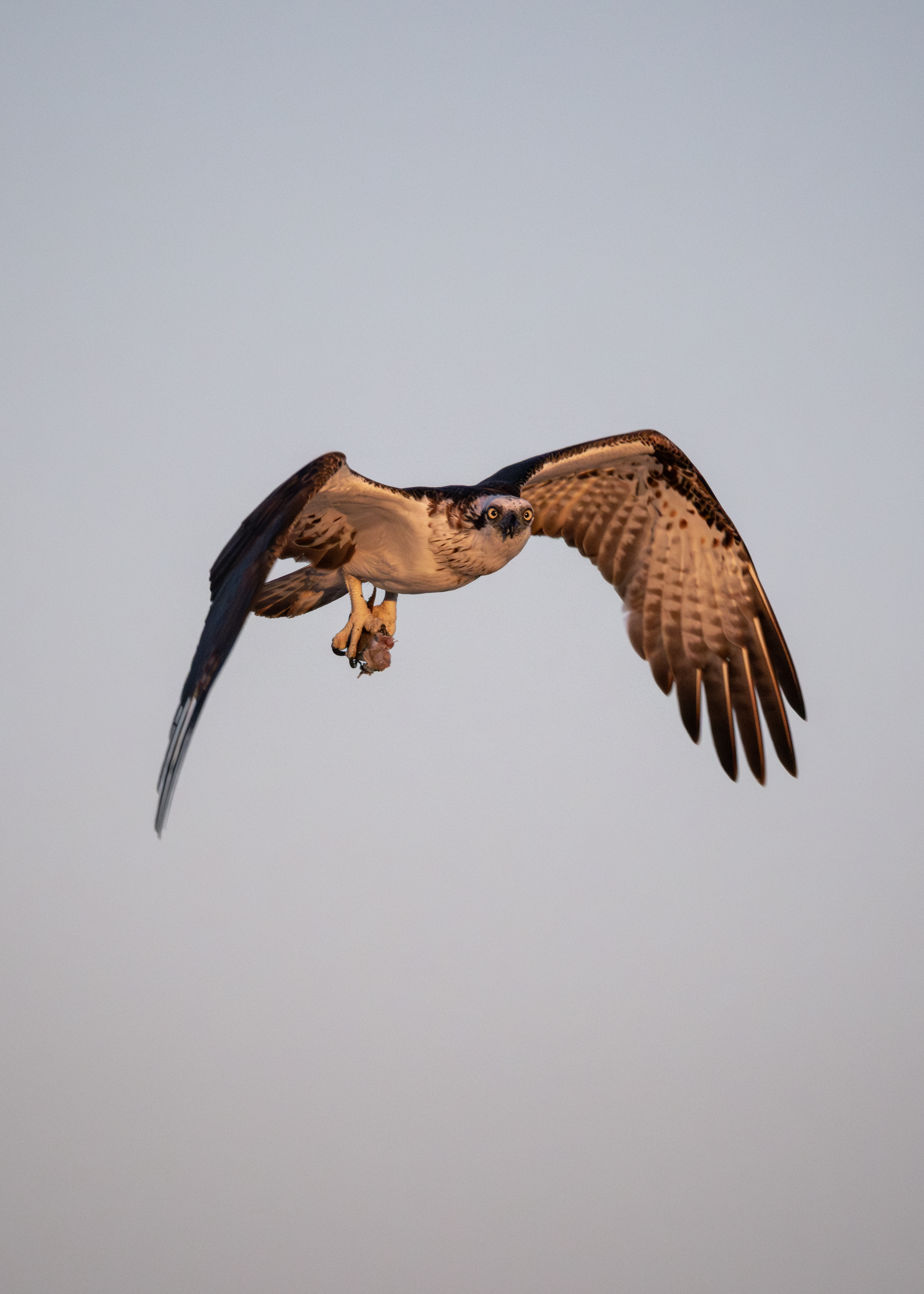 Osprey in flight over the Ningaloo Coast