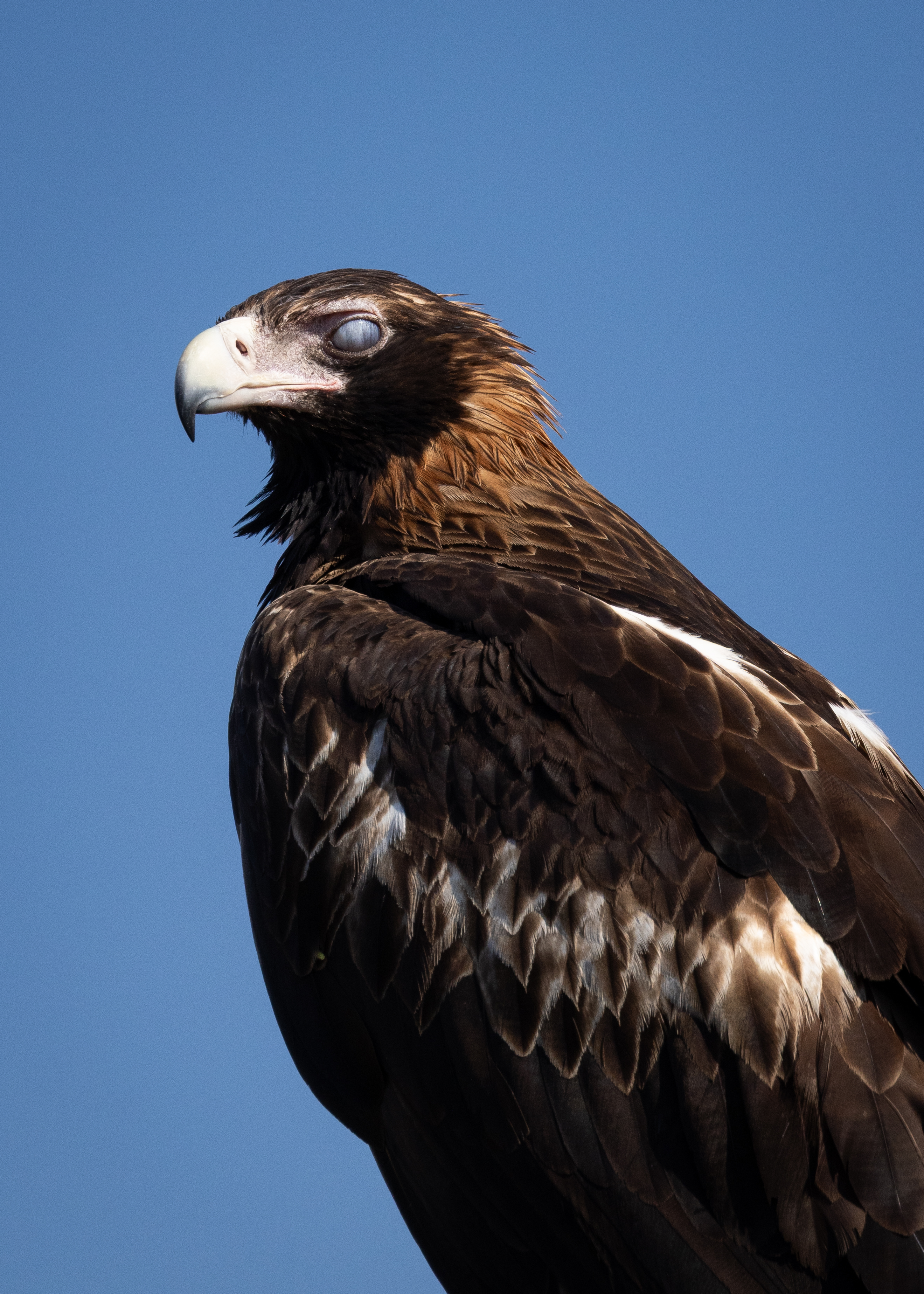 Wedge-tailed Eagle portrait