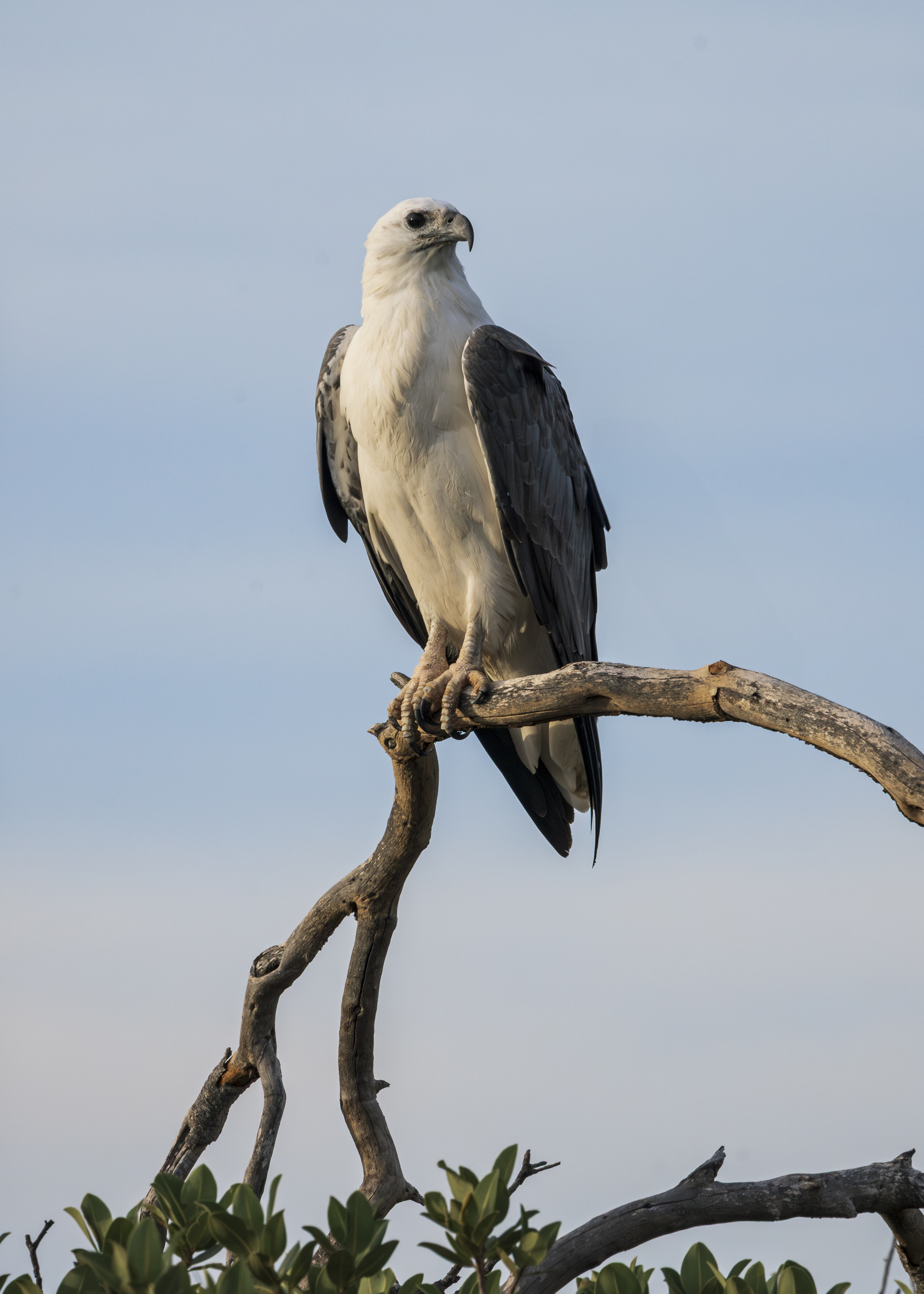White-bellied Sea Eagle