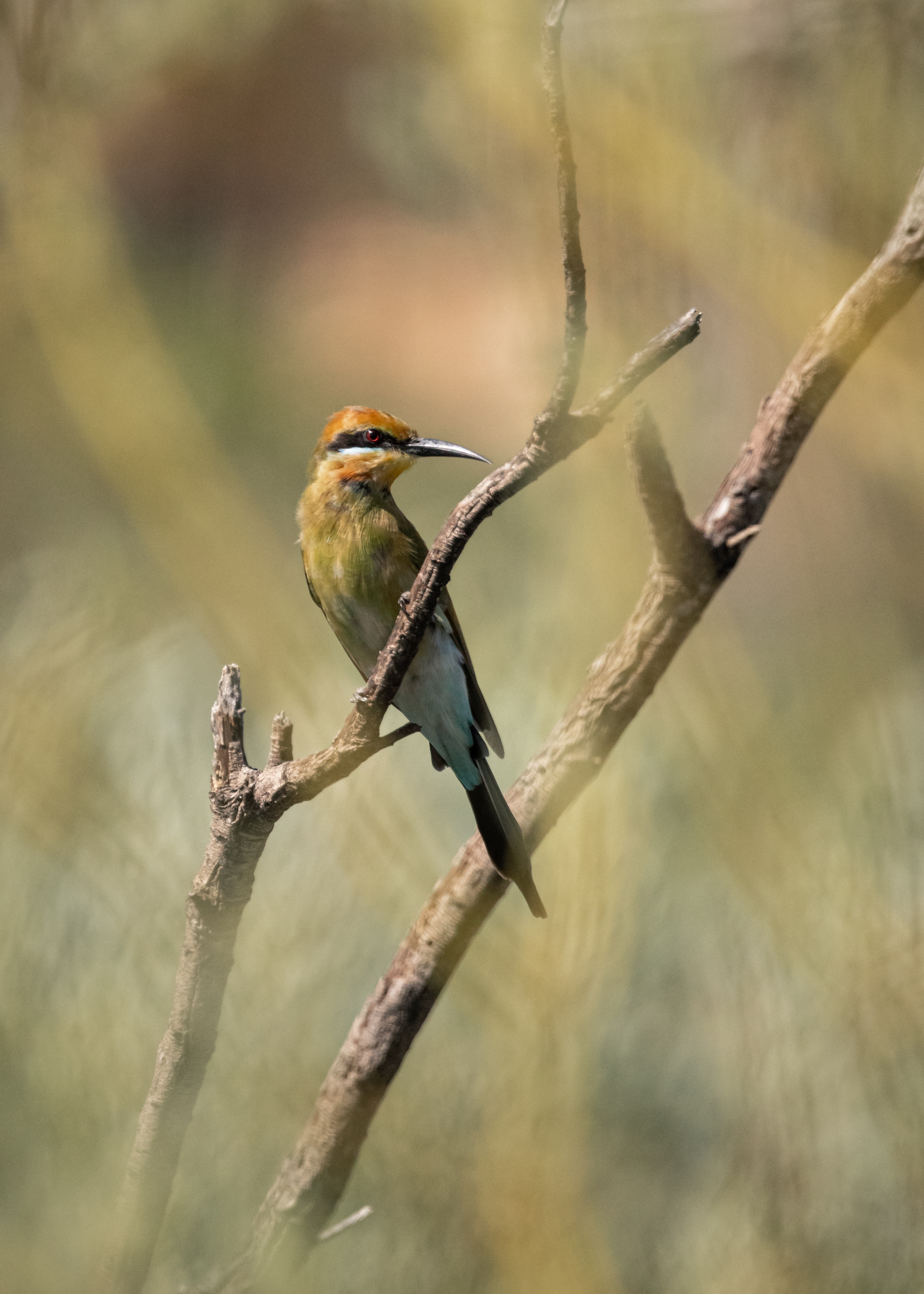 Rainbow Bee-eater