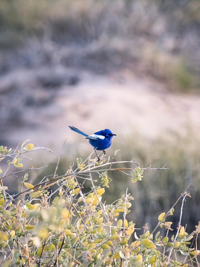 White-winged Fairywren, Ningaloo Coast Western Australia