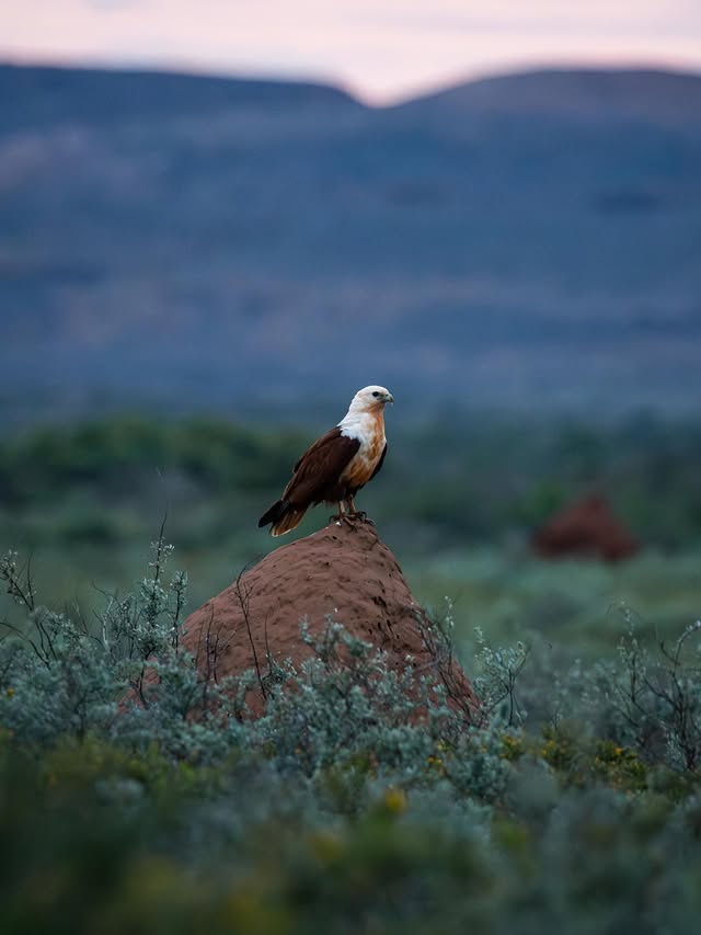 Brahminy Kite in flight over Ningaloo Coast