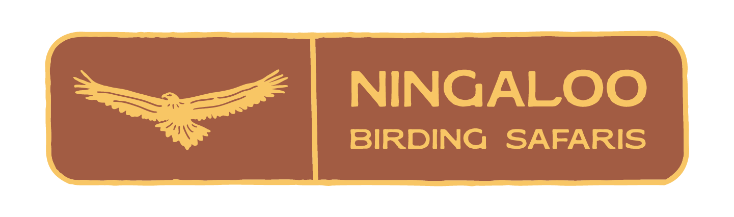 Ningaloo Birding Safaris
